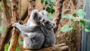 Two koalas cling to tree branches in a wooded area. The adult koala is looking to the left while the juvenile koala is looking up. Both have grey fur with white patches on their chests.